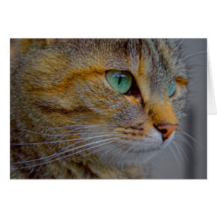 Portrait de chat de tigre