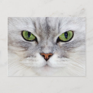 Portrait de chat perse - Carte postale