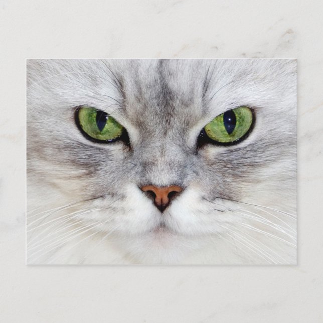 Portrait de chat perse - Carte postale (Devant)
