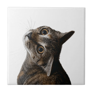 Portrait de chat tabby mignon sur carreau de céram