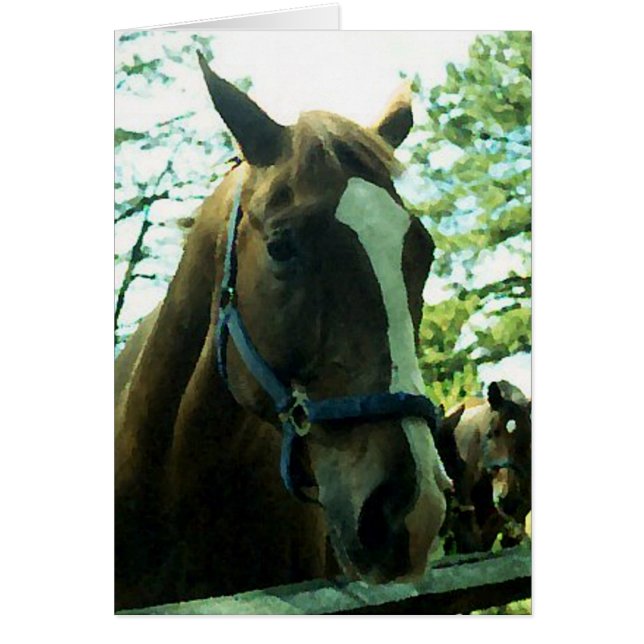 Portrait de cheval (Devant)