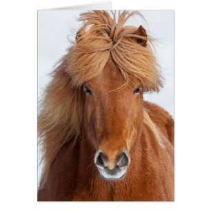 Portrait de cheval islandais brun