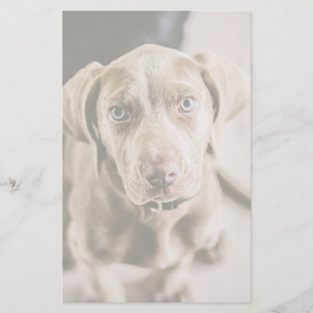 Portrait de chien (Devant)