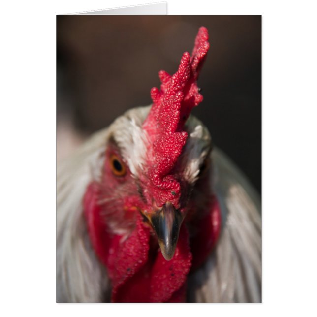 Portrait de clôture du coq (Devant)