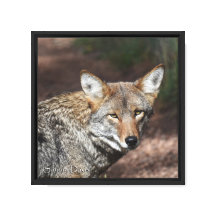 Portrait de Coyote sur Toile