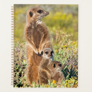 Portrait de famille de suricates