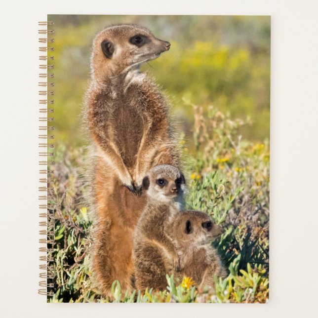Portrait de famille de suricates (Devant)