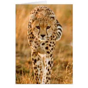 Portrait de guépard (Acinonyx Jubatus), Maasai