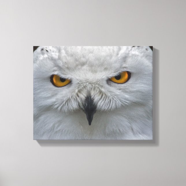 Portrait de Harfang des neiges sur toile encadrée (Recto)