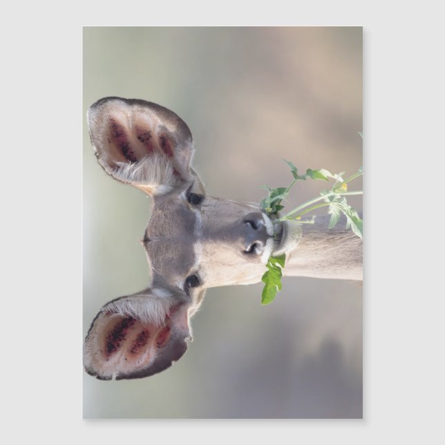 Portrait de Kudu (Devant)