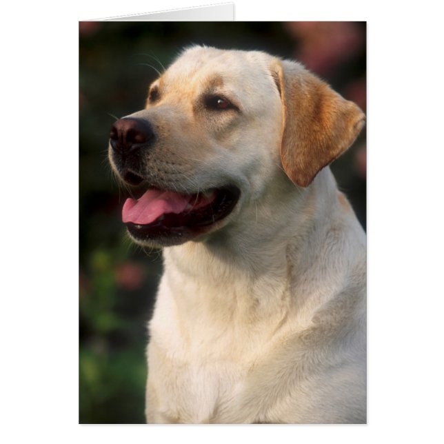 Portrait De Labrador Retriever, Hilton (Devant)