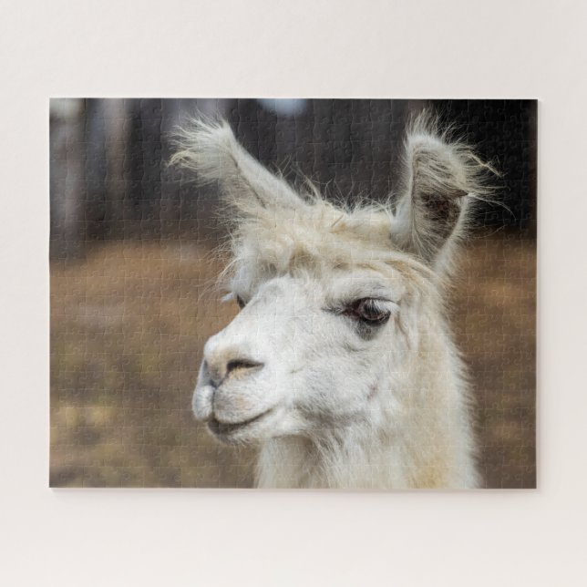 Portrait de lama blanc, puzzle (Horizontal)