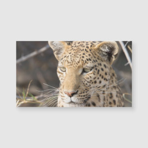 Portrait de Léopard