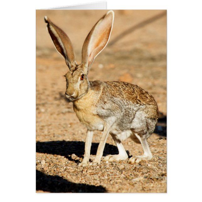 Portrait de lièvre antélope, Arizona (Devant)