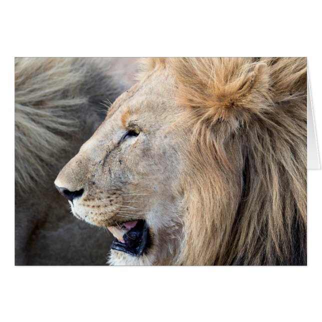 Portrait de Lion (Devant Horizontal)