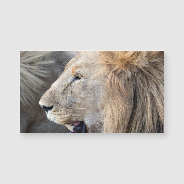 Portrait de Lion (Devant)