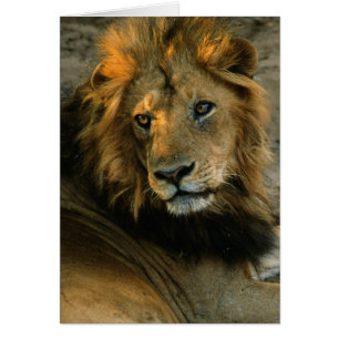 Portrait de lion africain