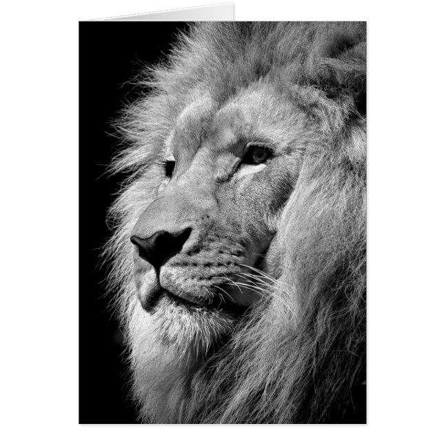 Portrait de Lion noir blanc - Photographie d'anima (Devant)