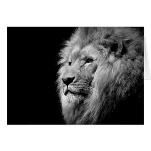 Portrait de Lion noir blanc - Photographie d'anima