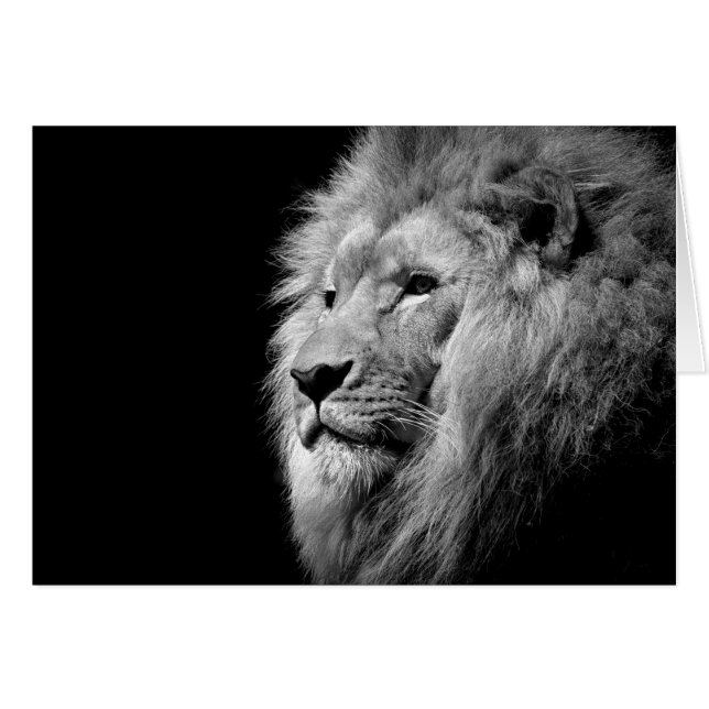 Portrait de Lion noir blanc - Photographie d'anima (Devant horizontal)