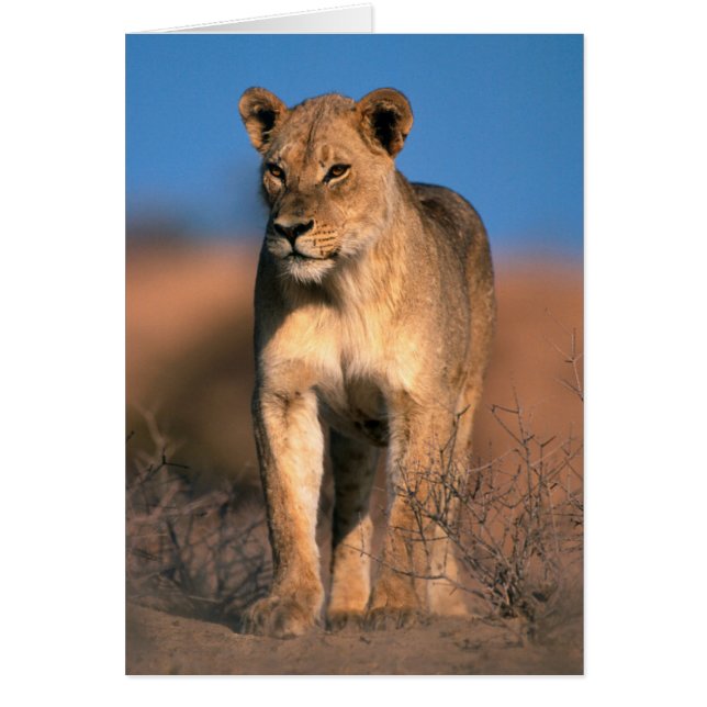 Portrait de lionne (Panthera Leo) (Devant)