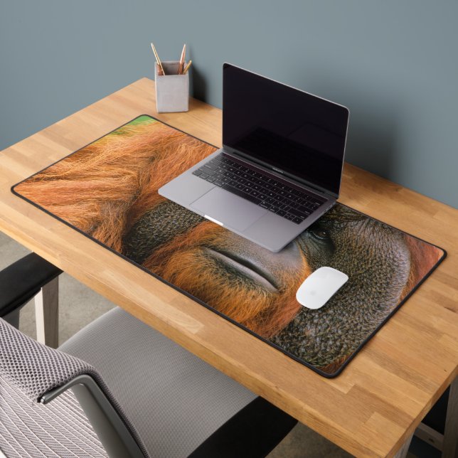 Portrait de mâle orang-outan, Géorgie, États-Unis (Bureau 2)