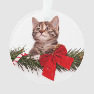 Portrait De Mignons Kitten Noël