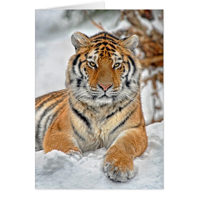 Portrait de neige de tigre (Devant)