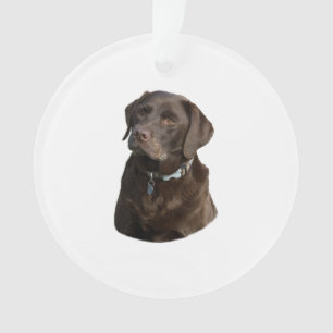 Portrait de photo de chien de Labrador de chocolat