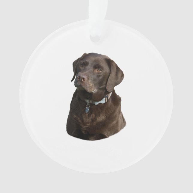 Portrait de photo de chien de Labrador de chocolat (devant)