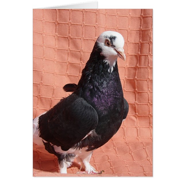 Portrait de Pigeon (Devant)