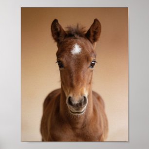 Portrait de poulain bébé – Art mural d'animal de n