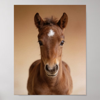 Portrait de poulain bébé – Art mural d'animal de n