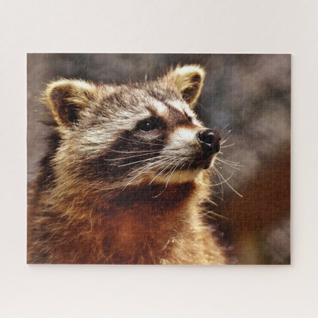 Portrait de raton laveur, puzzle (Horizontal)