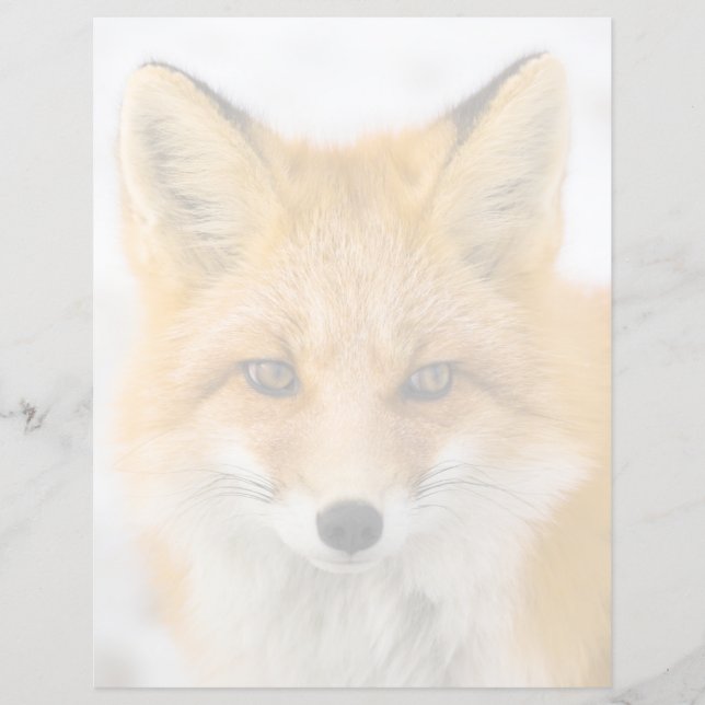 Portrait de renard roux (Devant)
