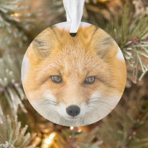 Portrait de renard roux
