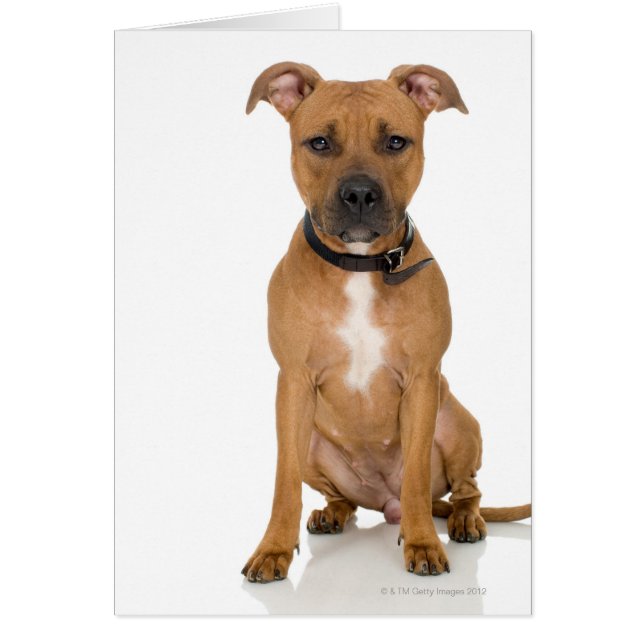 Portrait de studio américain pit bull puppy 3 (Devant)