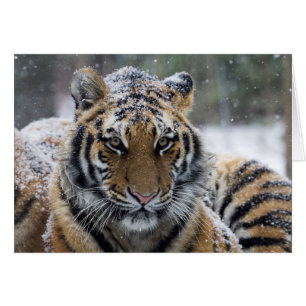 Portrait de tigre d'hiver