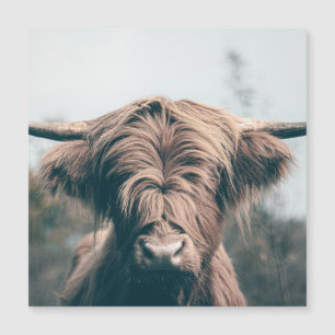 Portrait de vache Highland