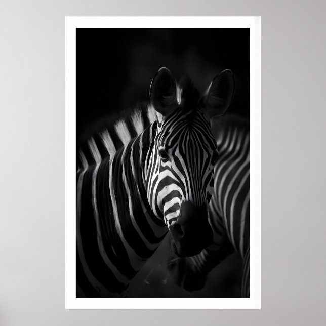 Portrait de zèbre en gros plan, impression noir et (Devant)