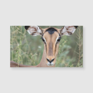 Portrait d'Impala