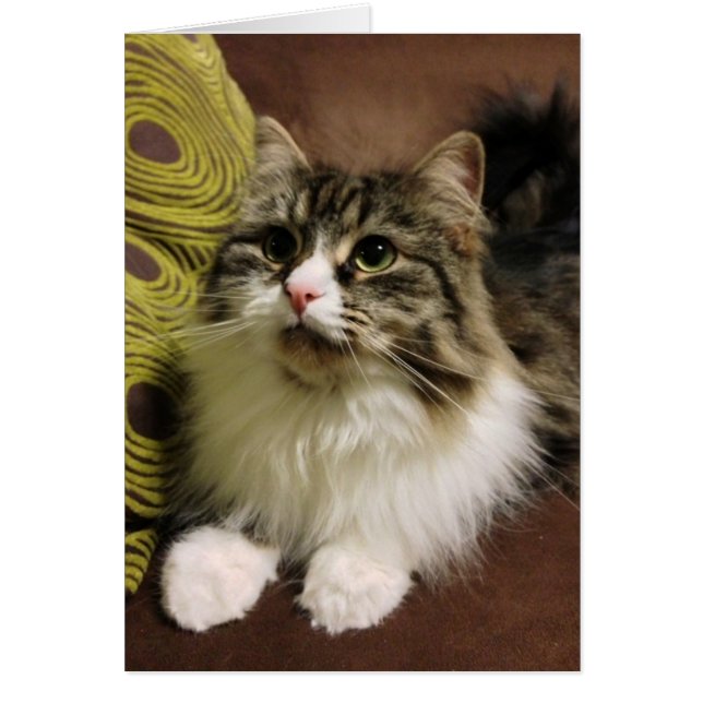 Portrait doux d'un chat sibérien (Devant)
