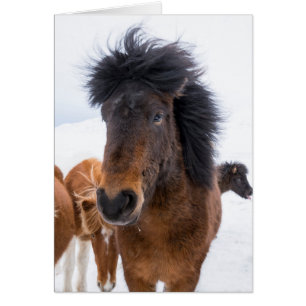 Portrait drôle de cheval islandais