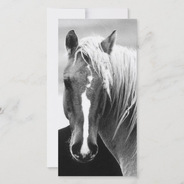 Portrait du cheval BW (Devant)