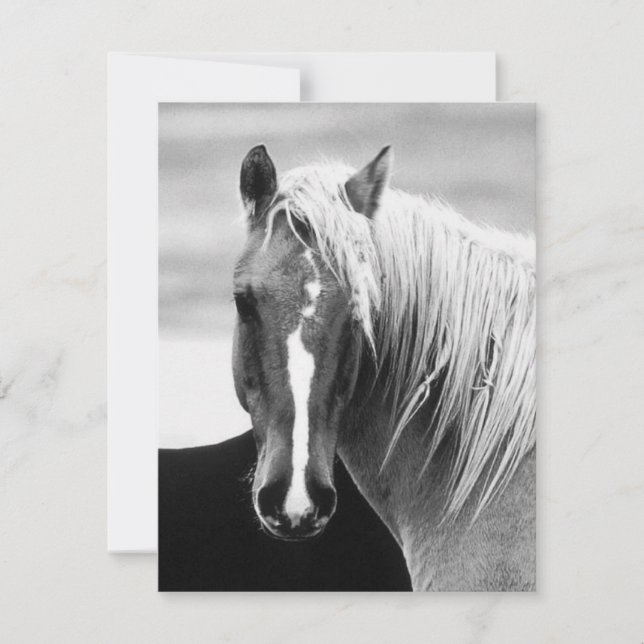 Portrait du cheval BW (Devant)