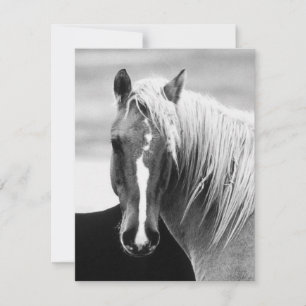 Portrait du cheval BW