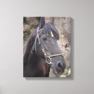 Portrait du cheval friésien - Toile enveloppée