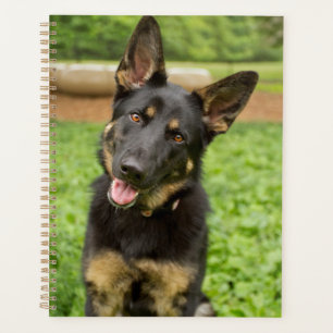 Portrait d'un berger allemand