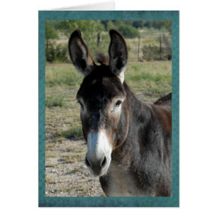 Portrait d'un burro