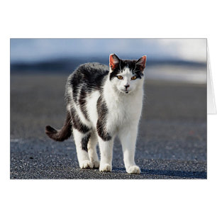 Portrait d'un chat